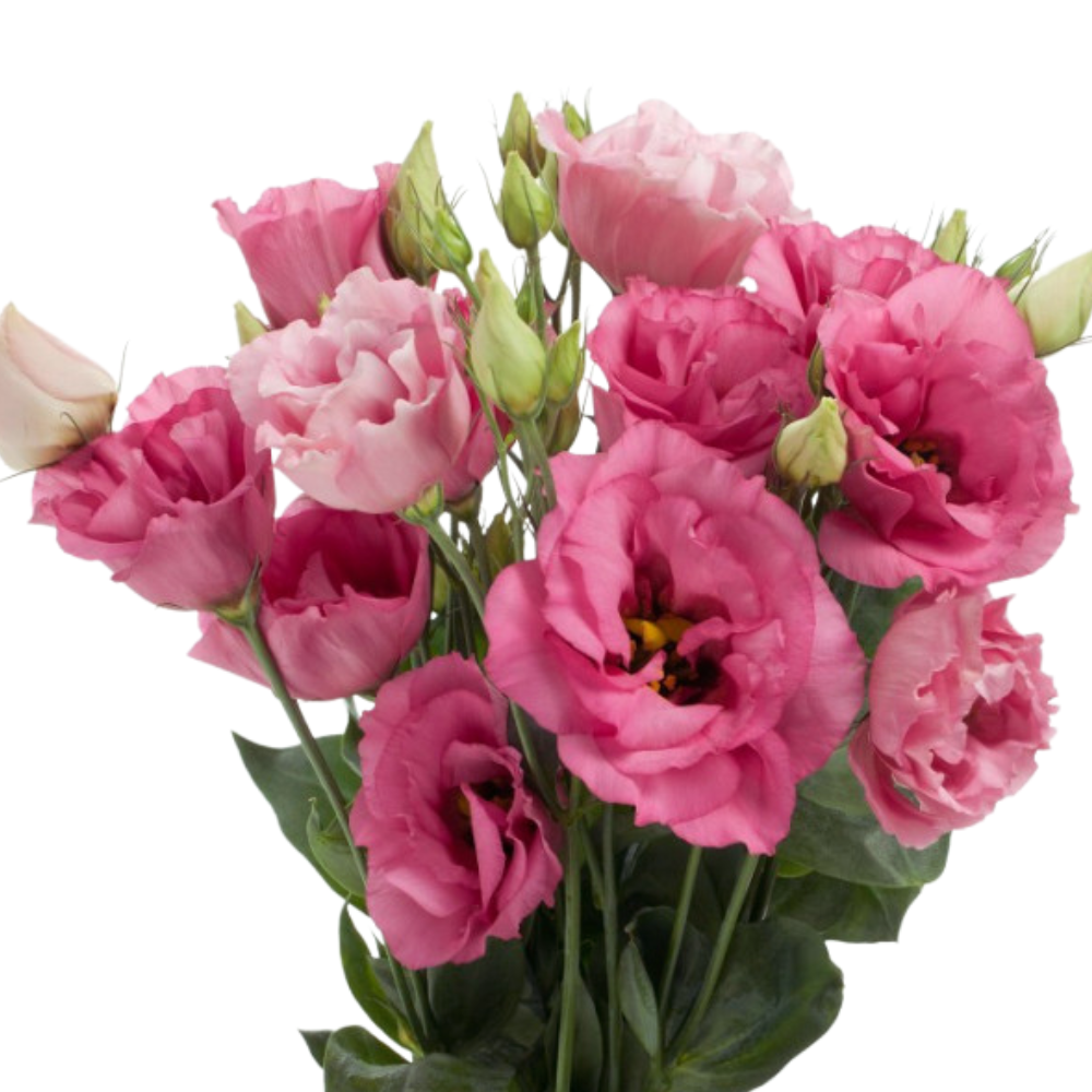 Eustoma double excalibur rose pink