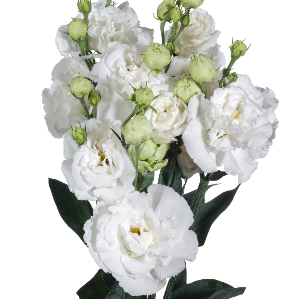 Eustoma double alissa white