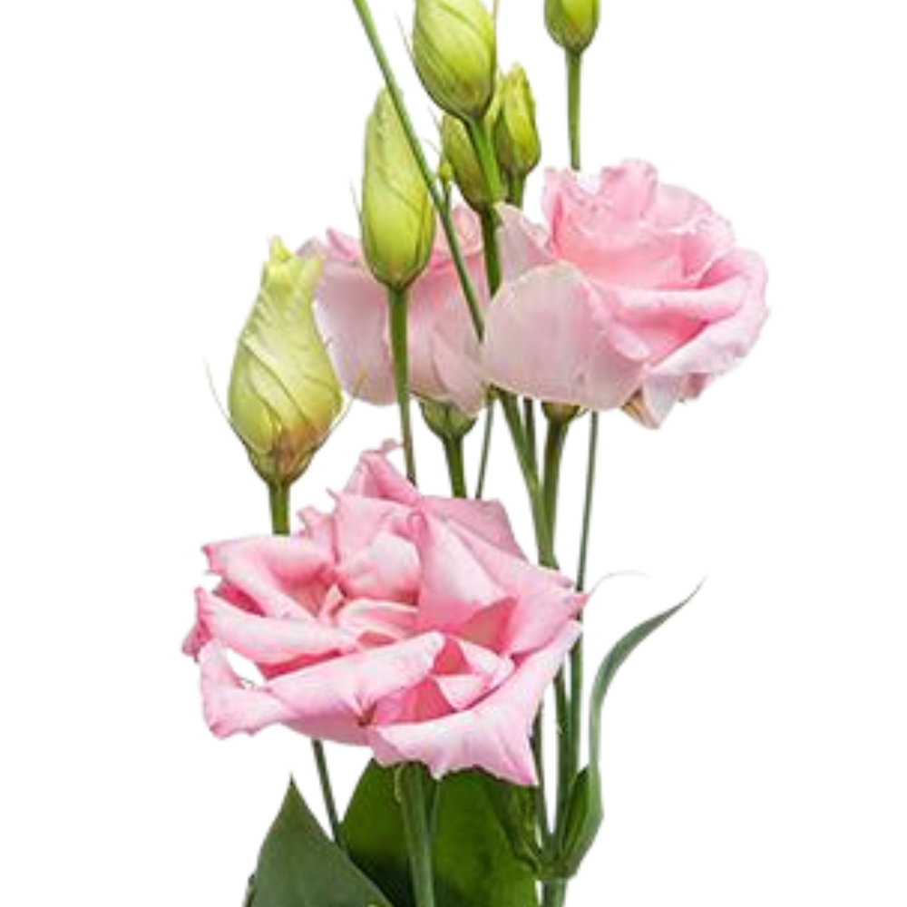 Eustoma double cotton candy