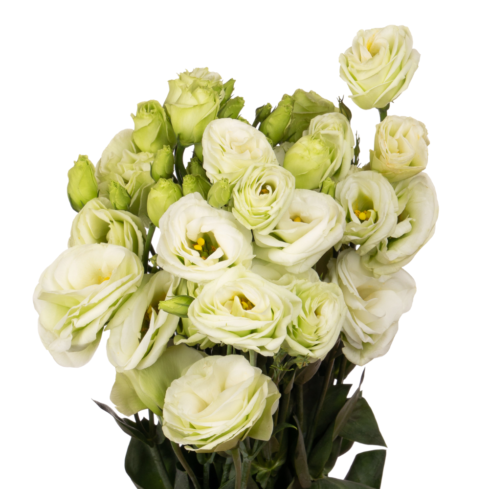 Eustoma double green