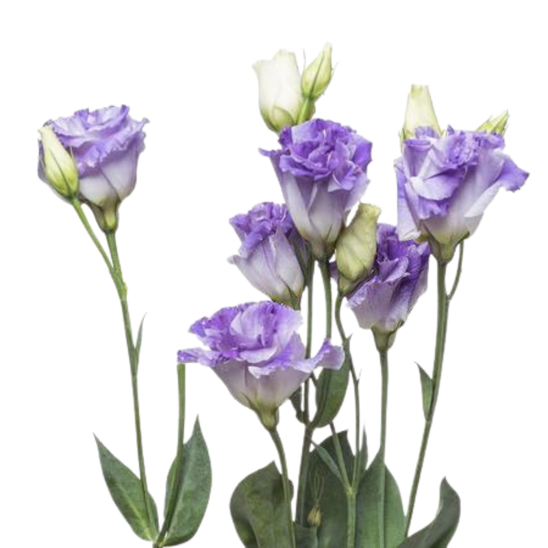 Eustoma double lavender