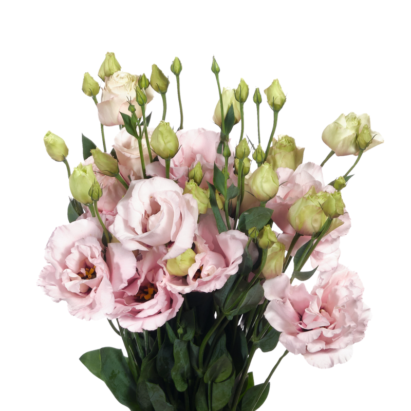 Eustoma double light pink