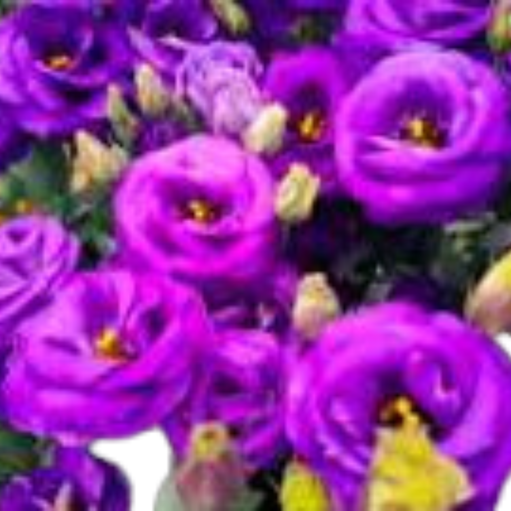 Eustoma double purple