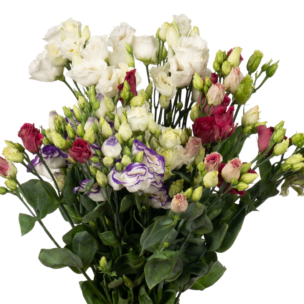 Eustoma double mix