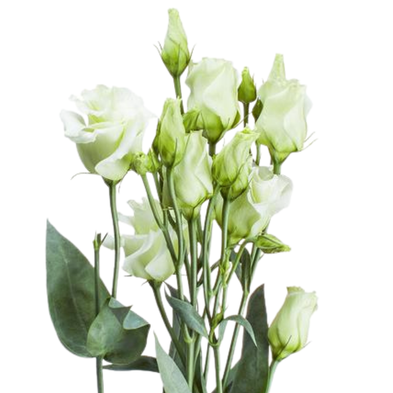 Eustoma double rosita green