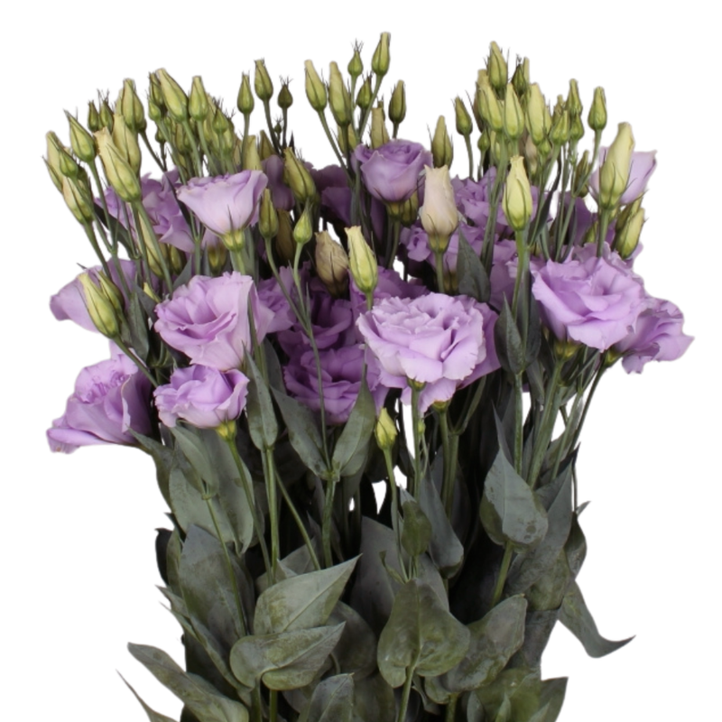 Eustoma double mariachi lavender
