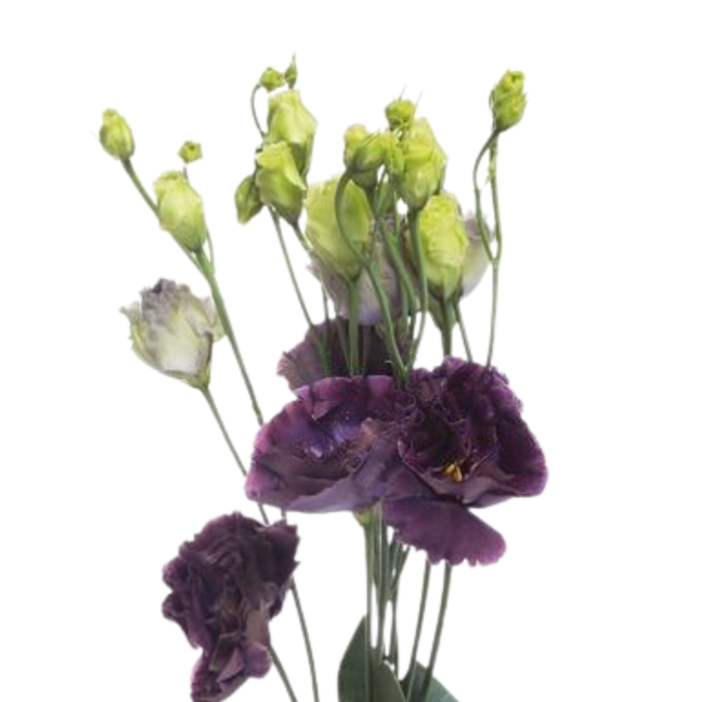 Eustoma double rosanne black pearl