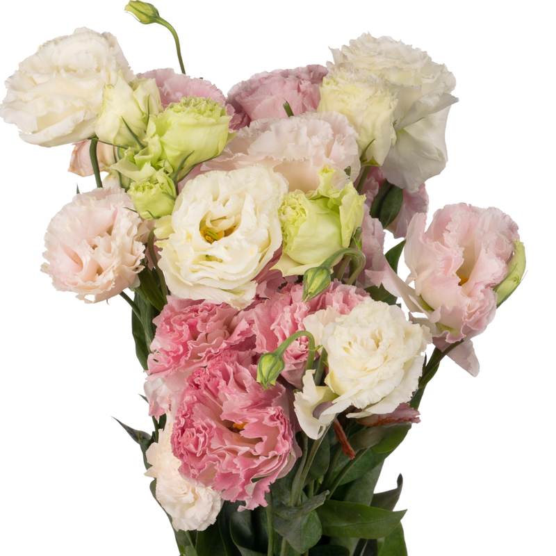 Eustoma double sunny pink