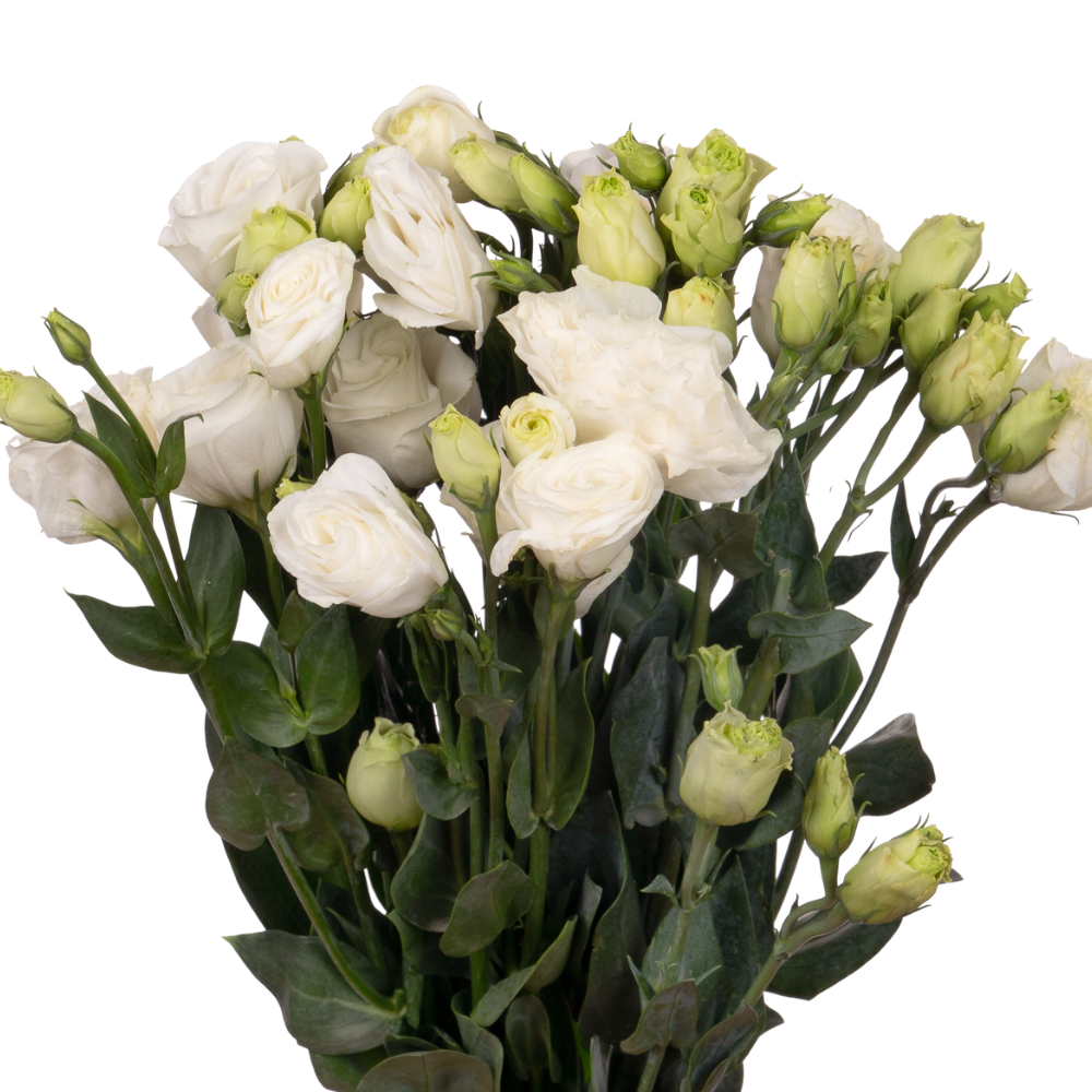 Eustoma double white