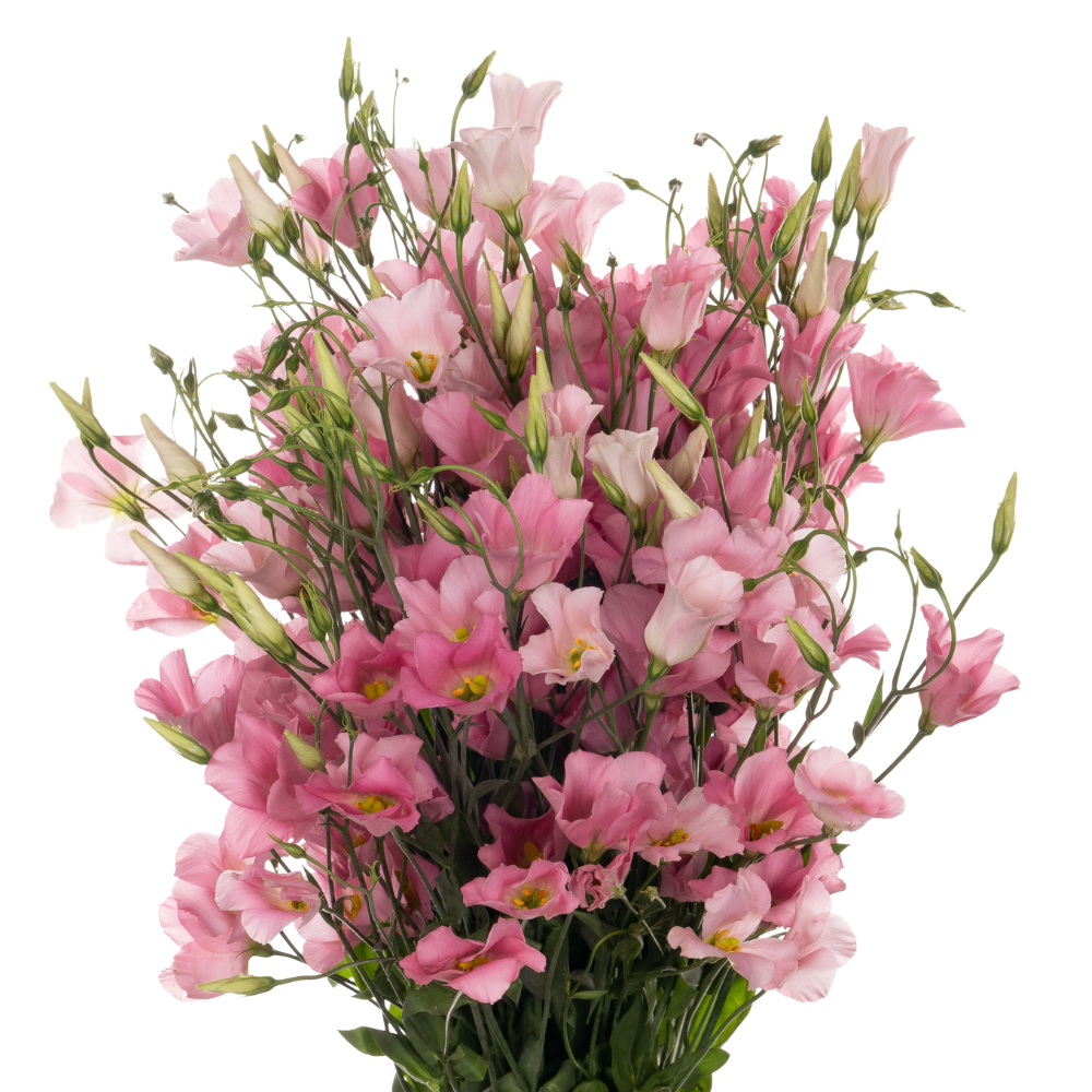 Eustoma enkel botanic pink