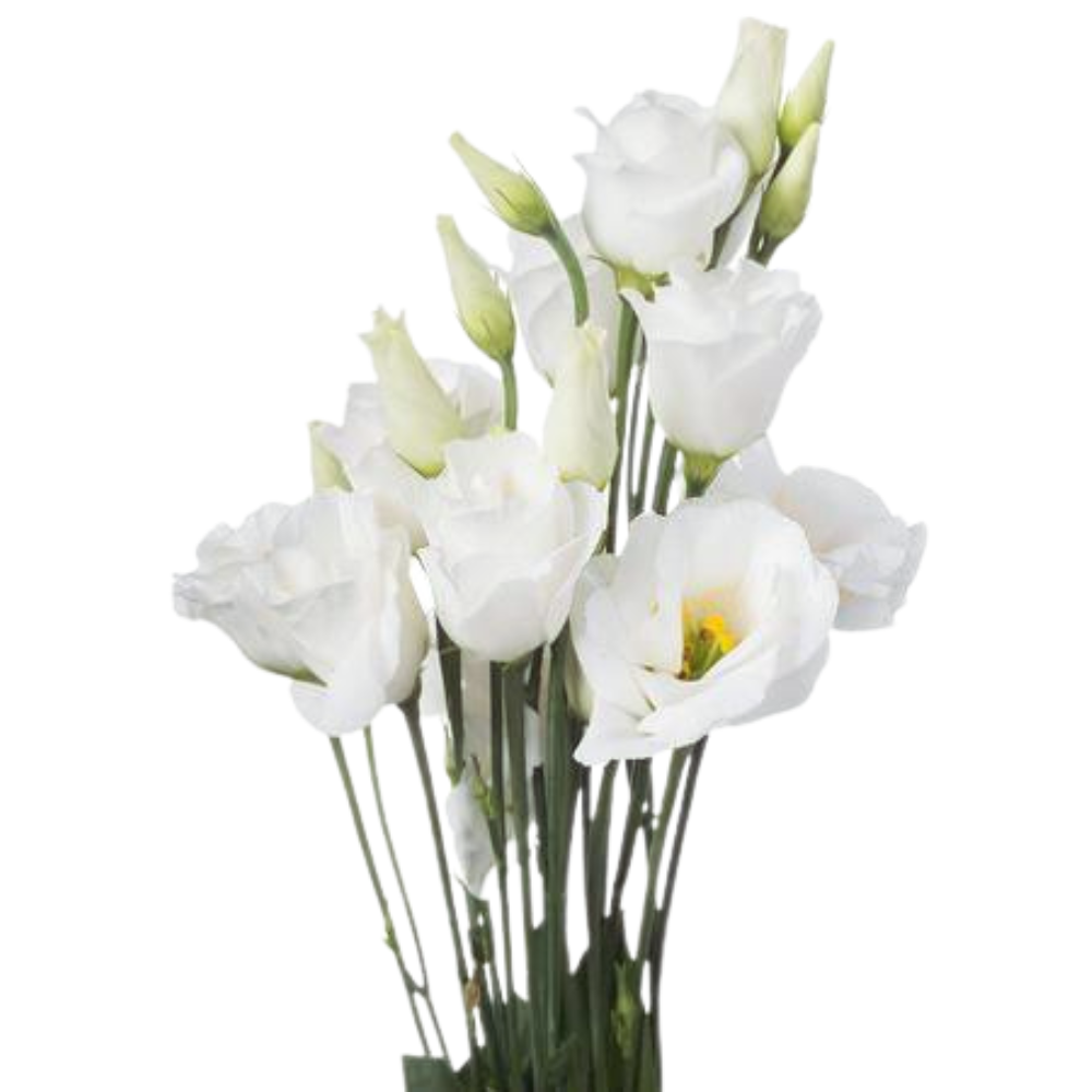 Eustoma double rosita white