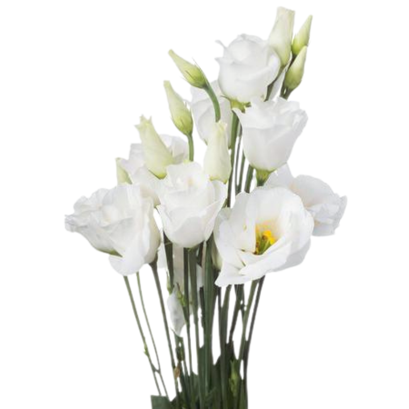 Eustoma double rosita white
