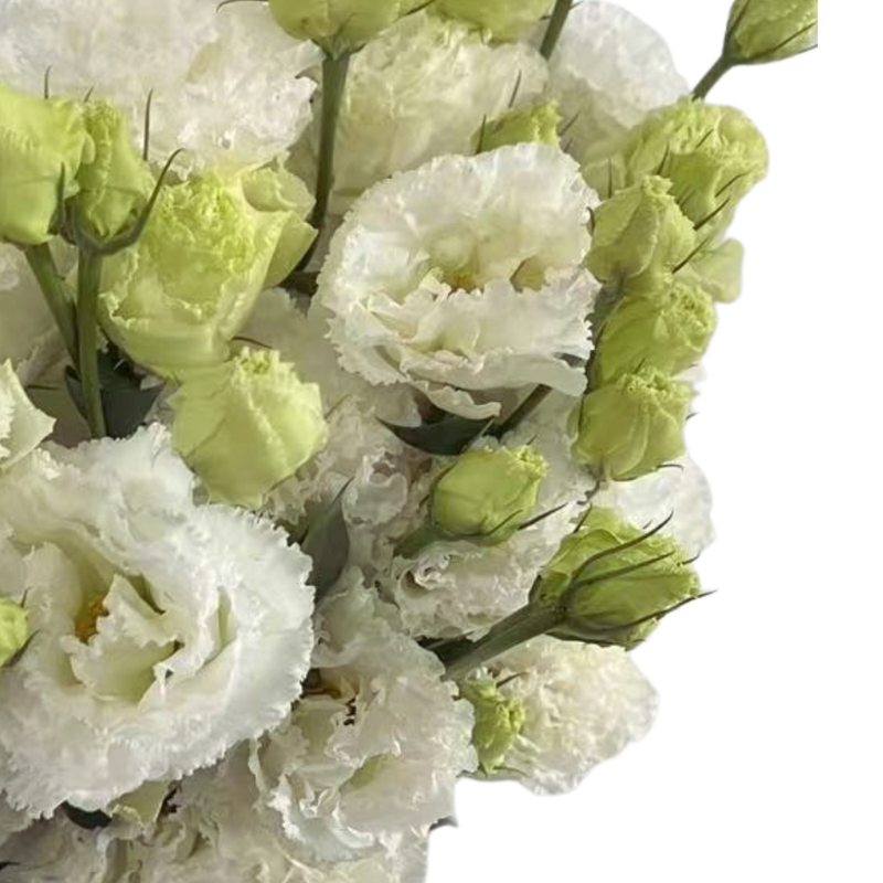 Eustoma double wavy white