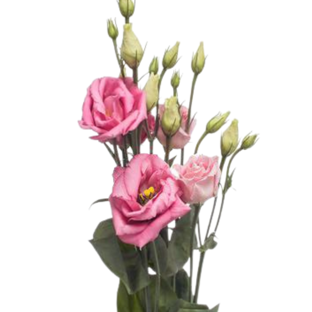 Eustoma double rosita rose pink
