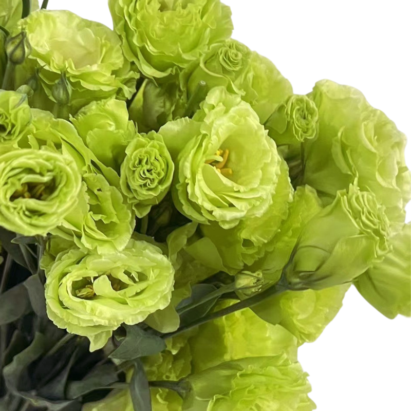 Eustoma double wavy dark green
