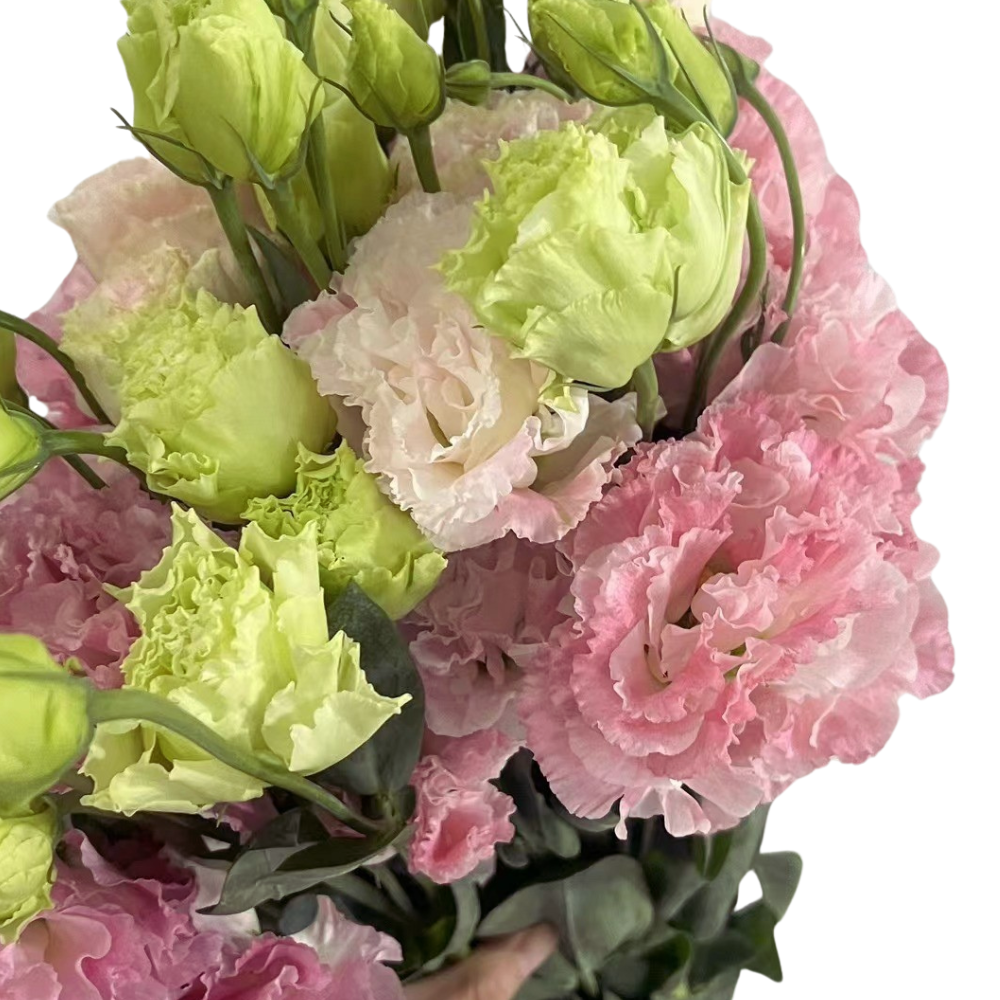 Eustoma double wavy pink