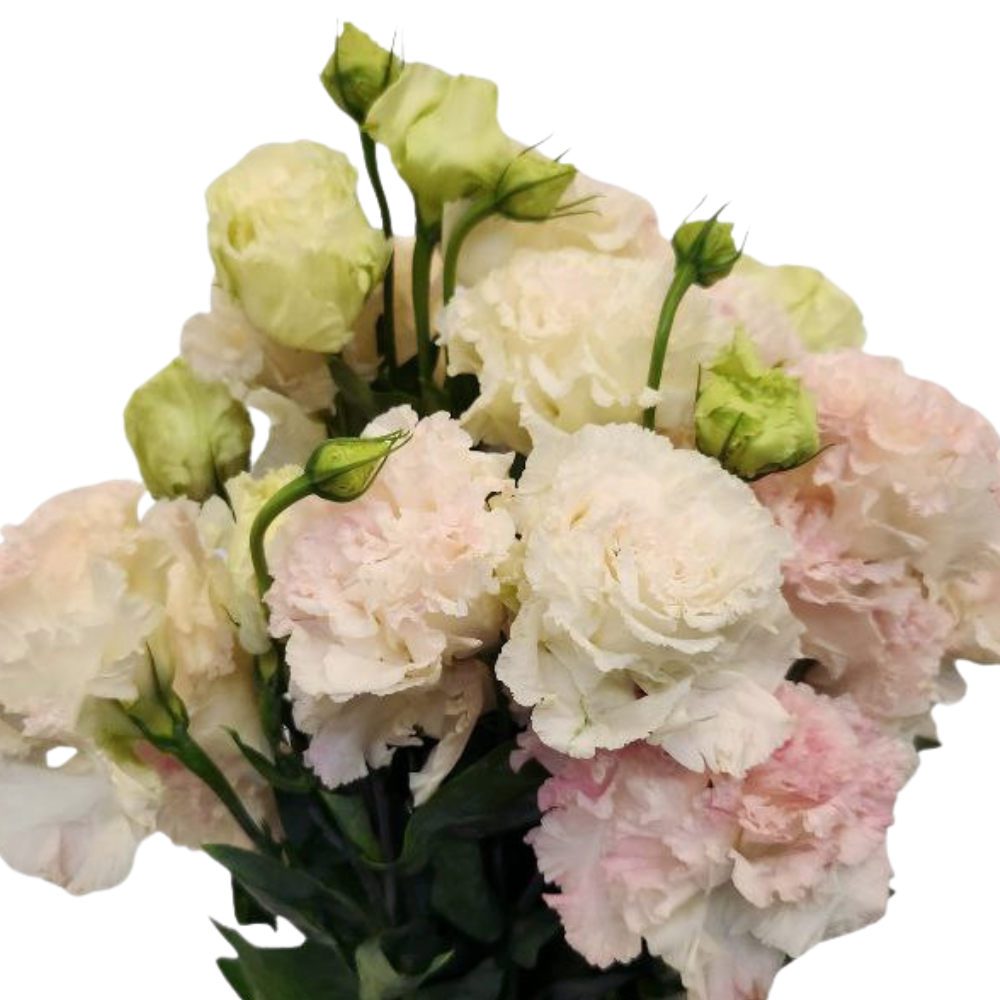 Eustoma ice cream