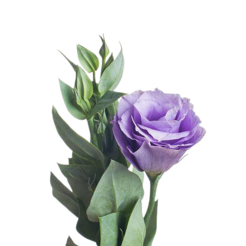Eustoma lavender gem