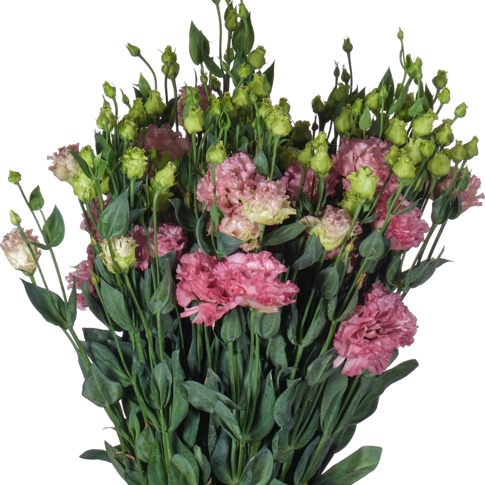 Eustoma wave en rose