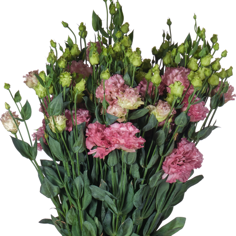 Eustoma wave en rose