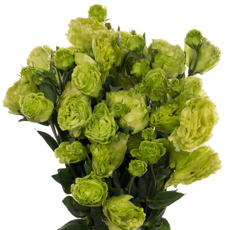 Eustoma wave groen