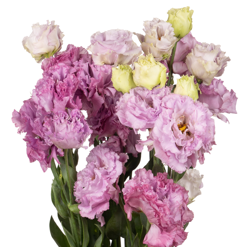 Eustoma wave purple