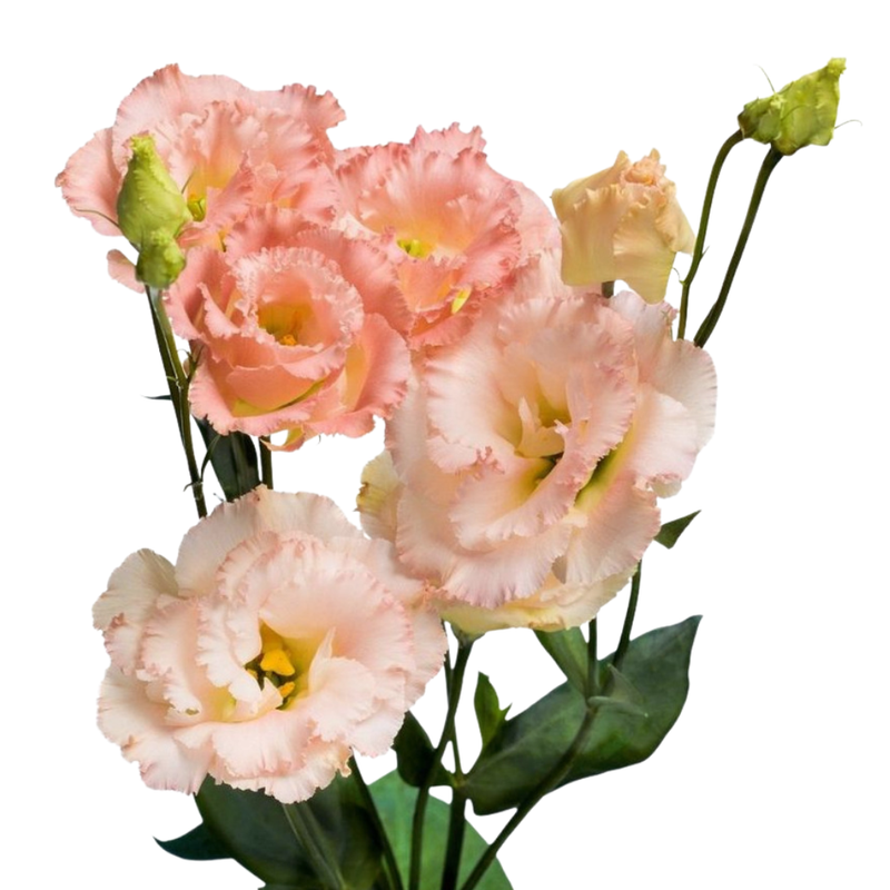 Eustoma wave sunny pink