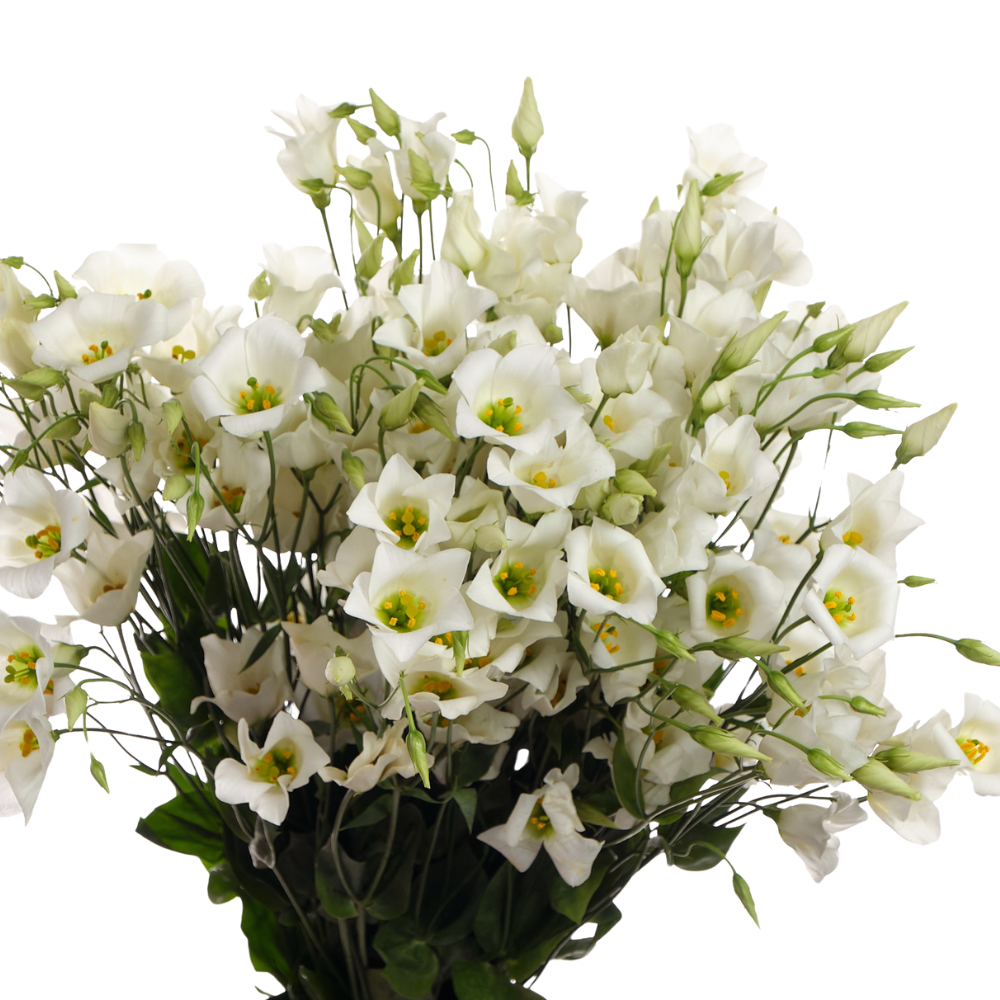 Eustoma enkel botanic white
