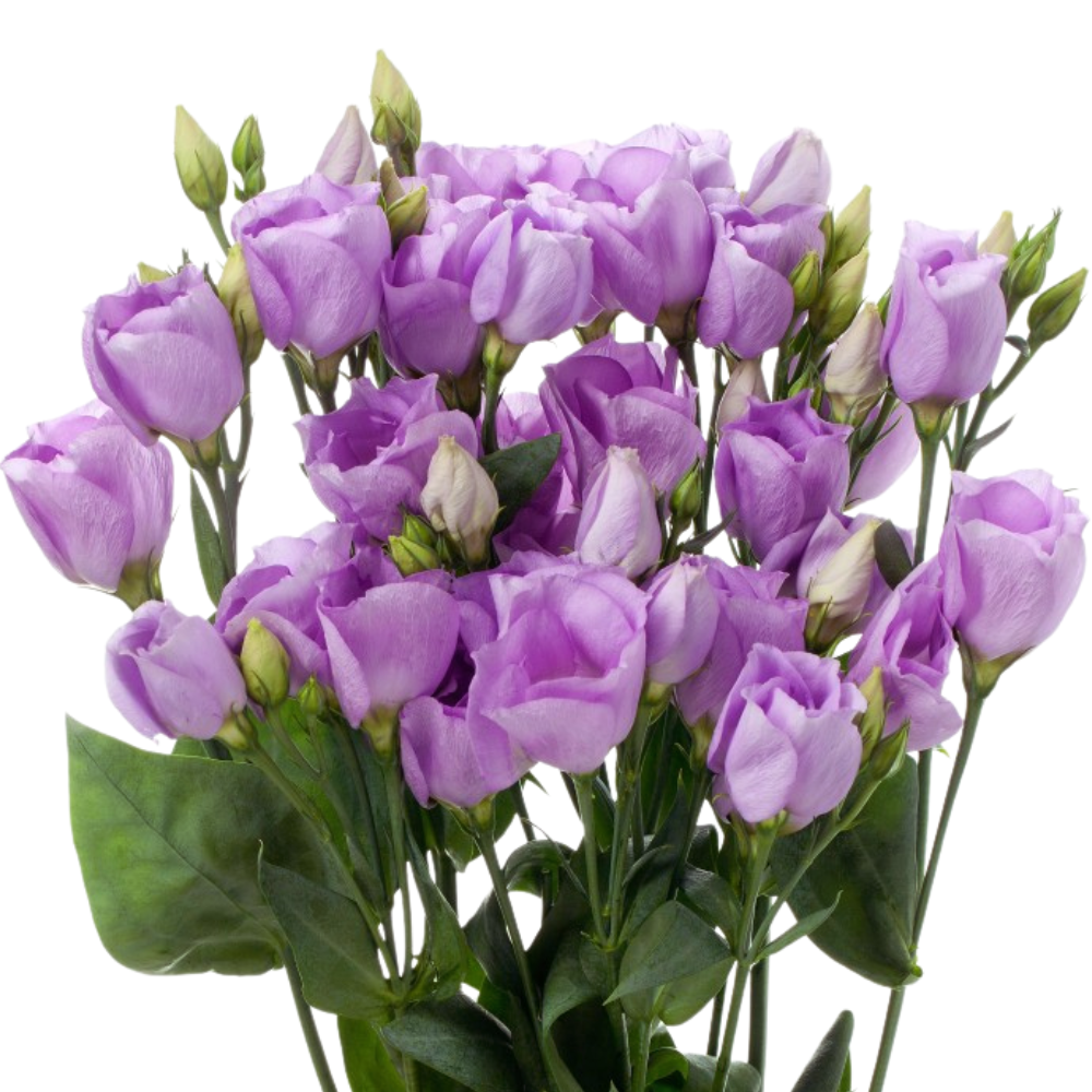 Eustoma lavendel
