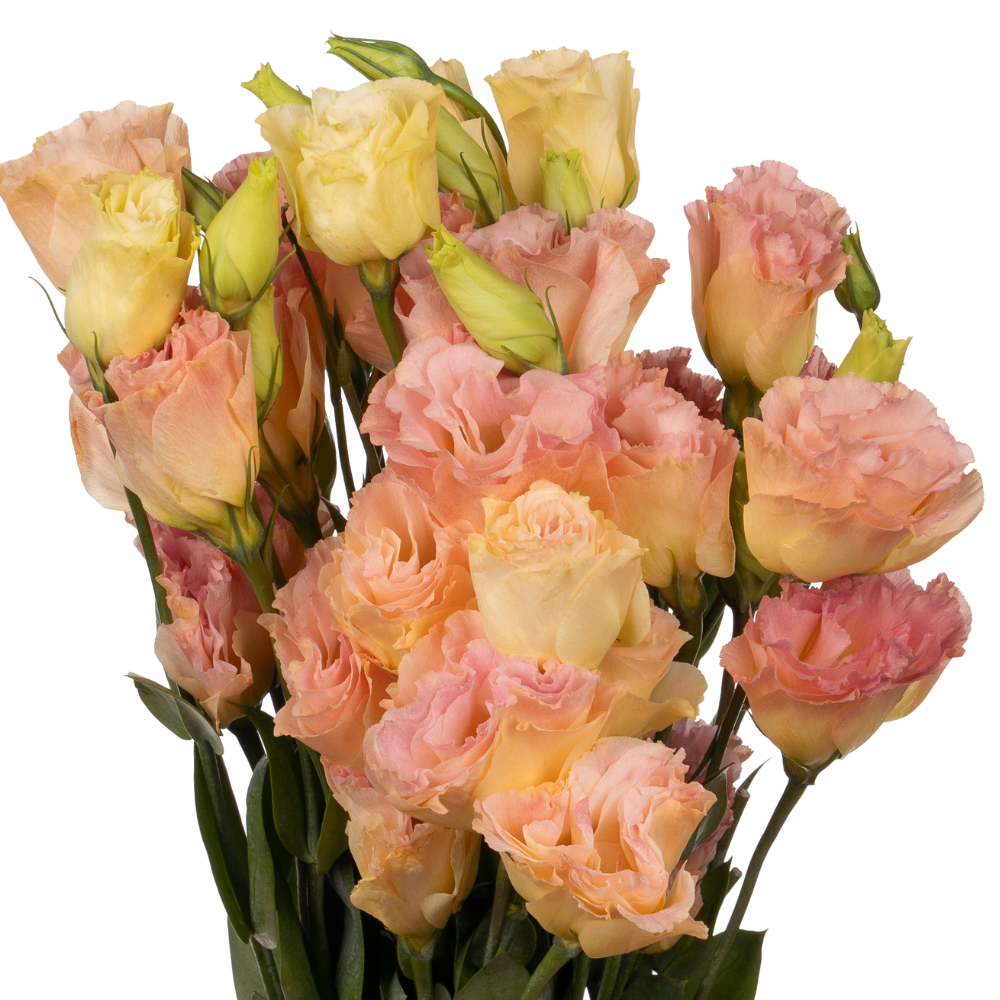 Eustoma wave champagne