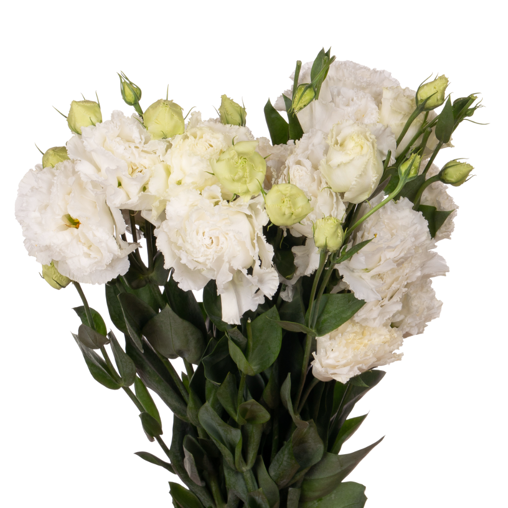 Eustoma wave white