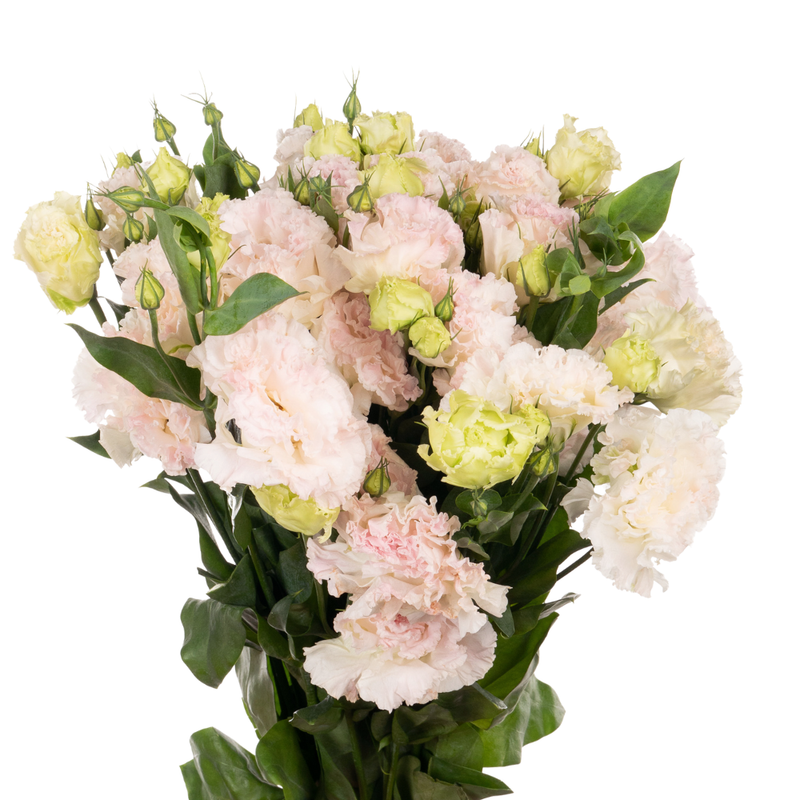 Eustoma wave ice cream