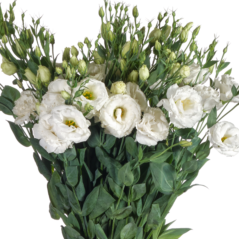 Eustoma white