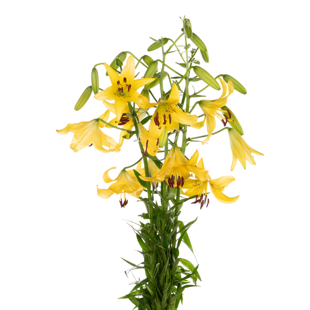 Lilium asiatic hybrid yellow bruse