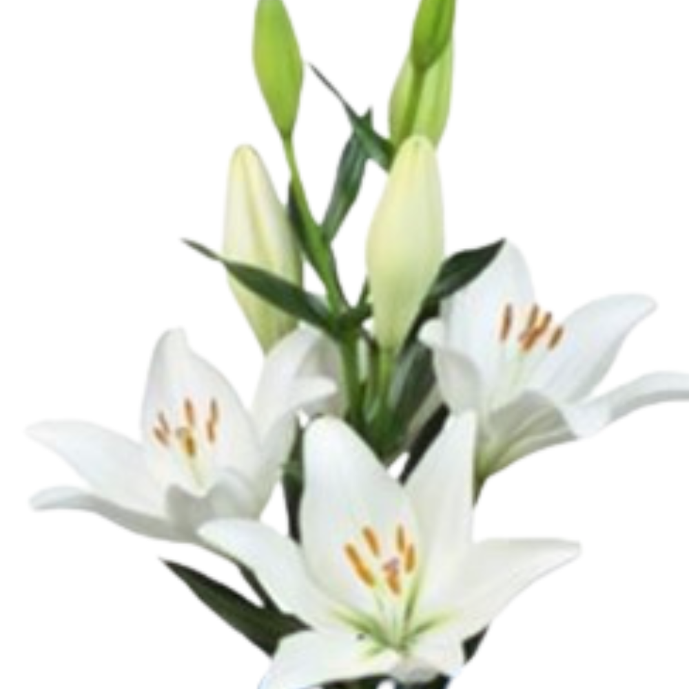 Lilium la asti