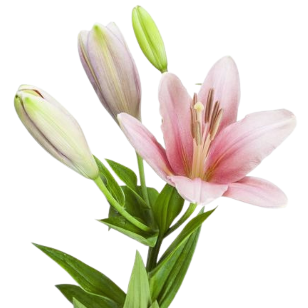 Lilium la brindisi