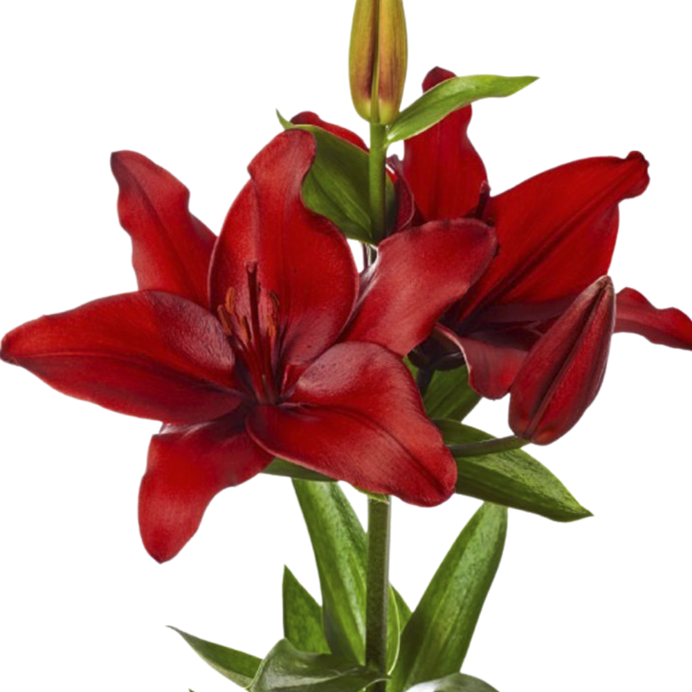 Lilium az ducati