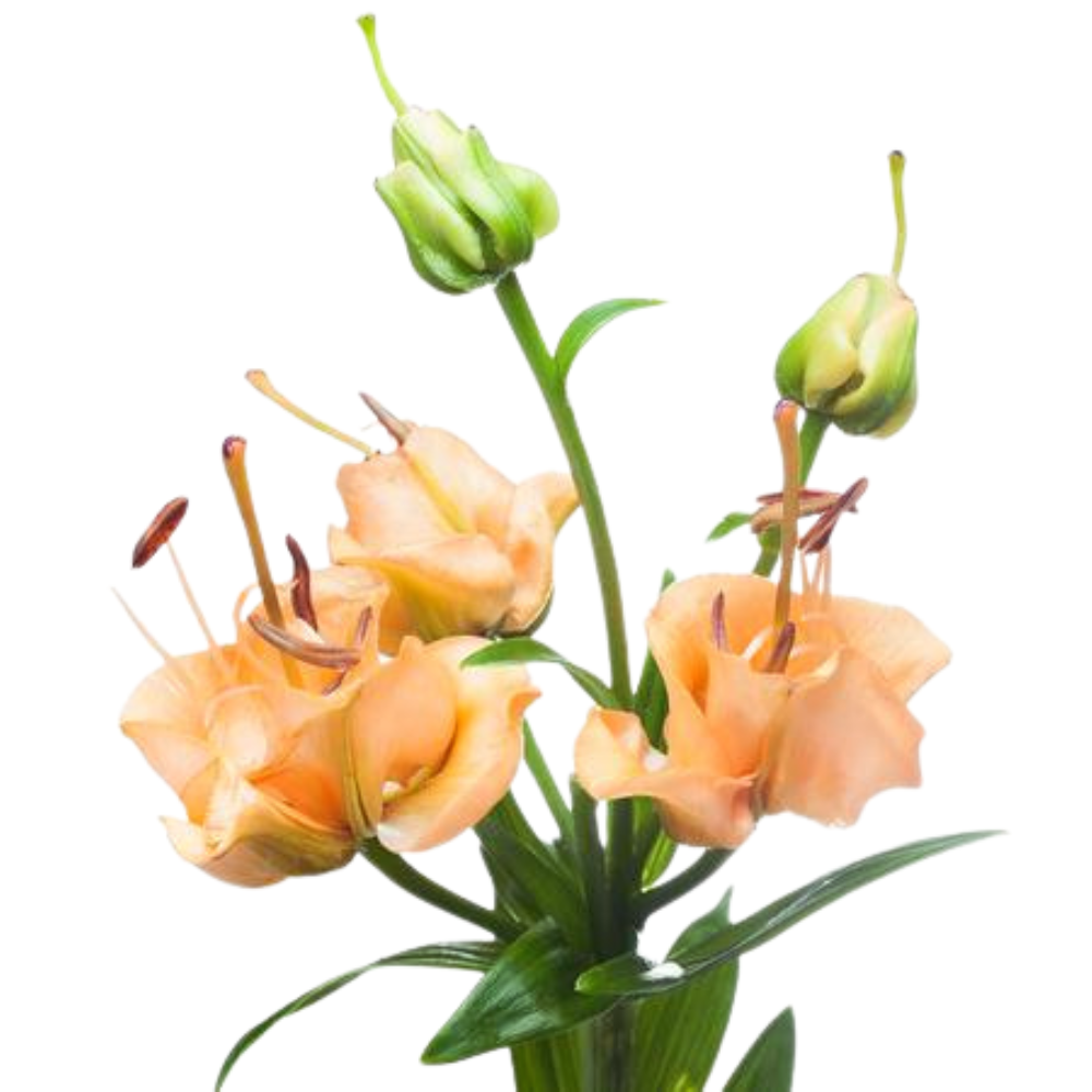 Lilium la apricot fudge
