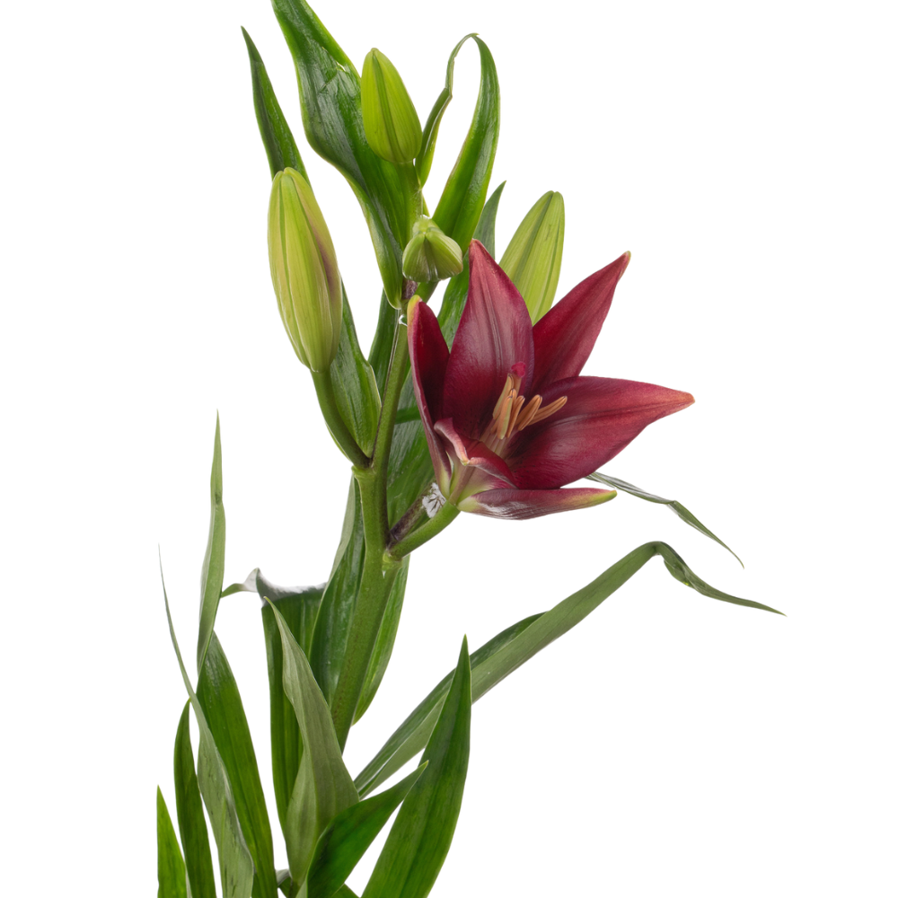 Lilium la forza red
