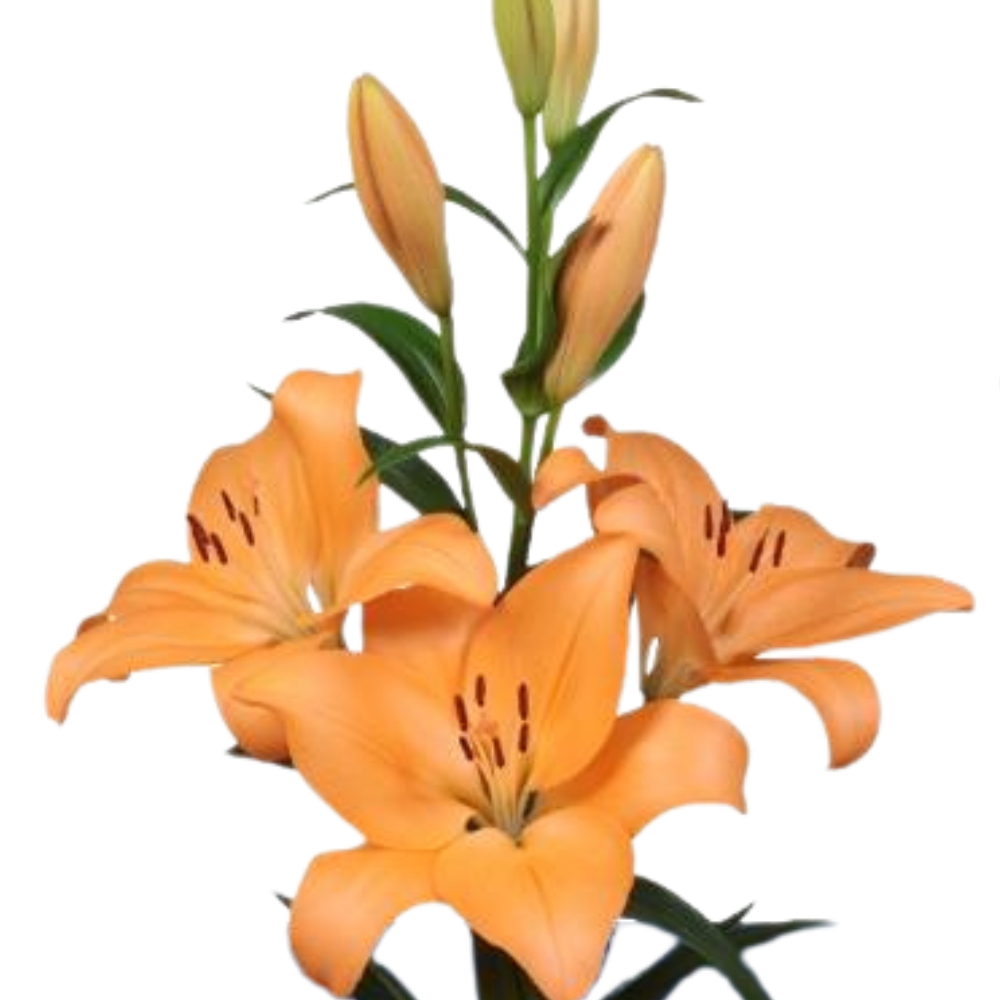Lilium la menton