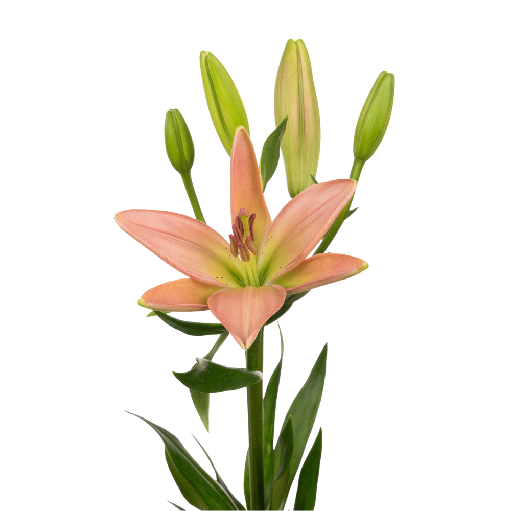Lilium la scotland