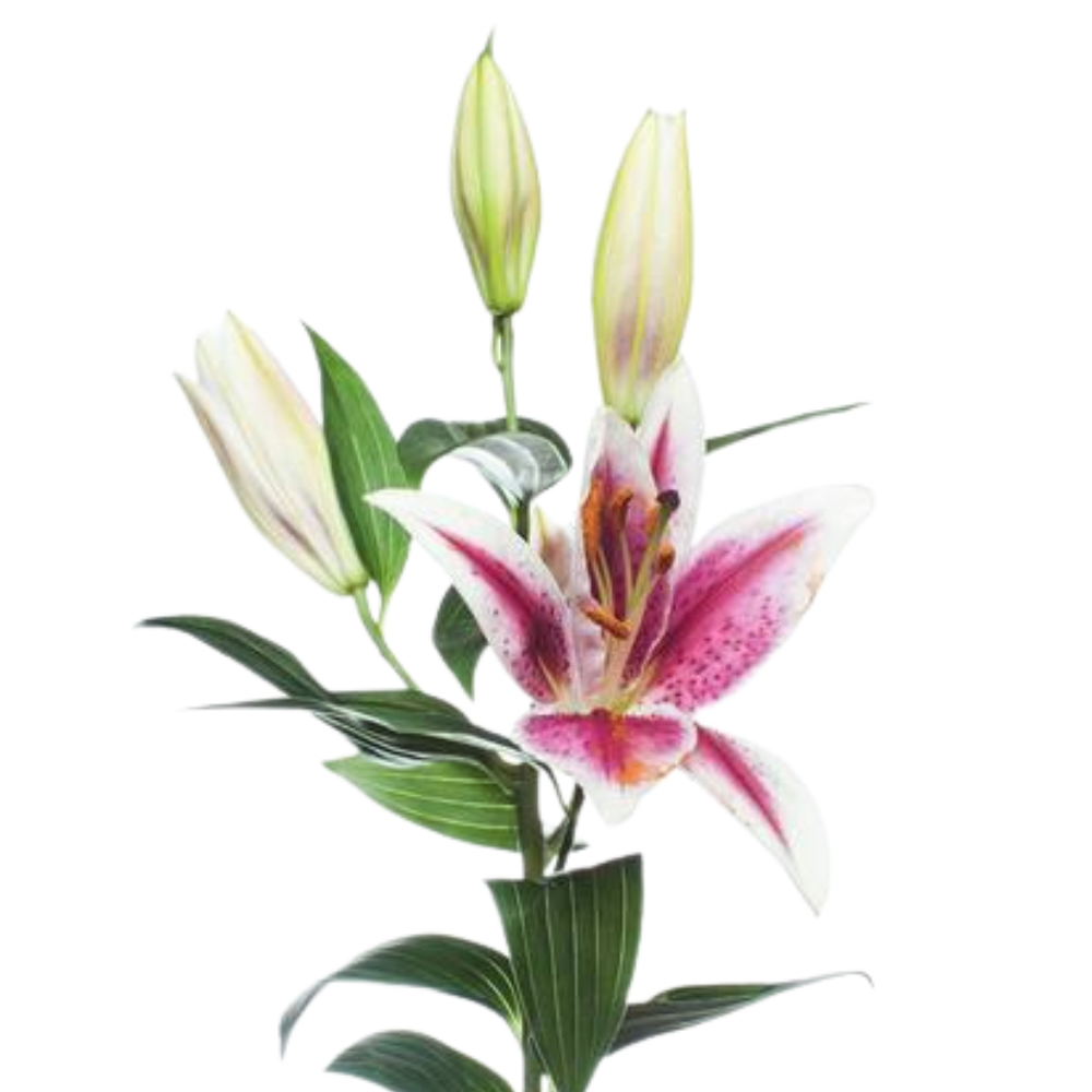 Lilium or calvados