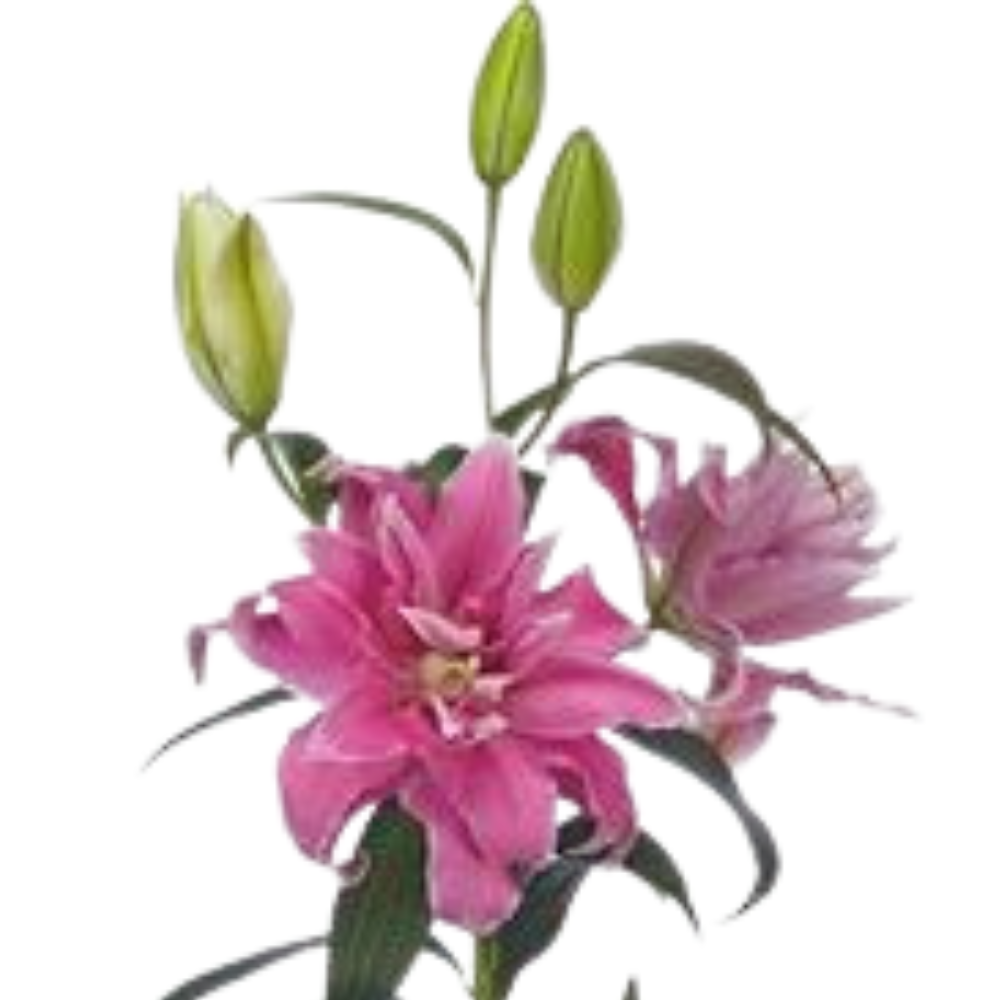 Lilium or double dutch fluoriet