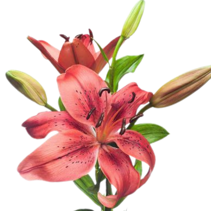 Lilium la original love