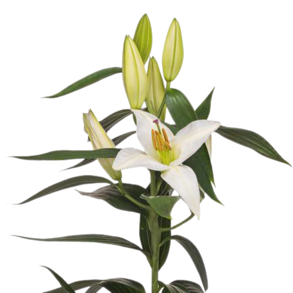 Lilium or ice dreamer