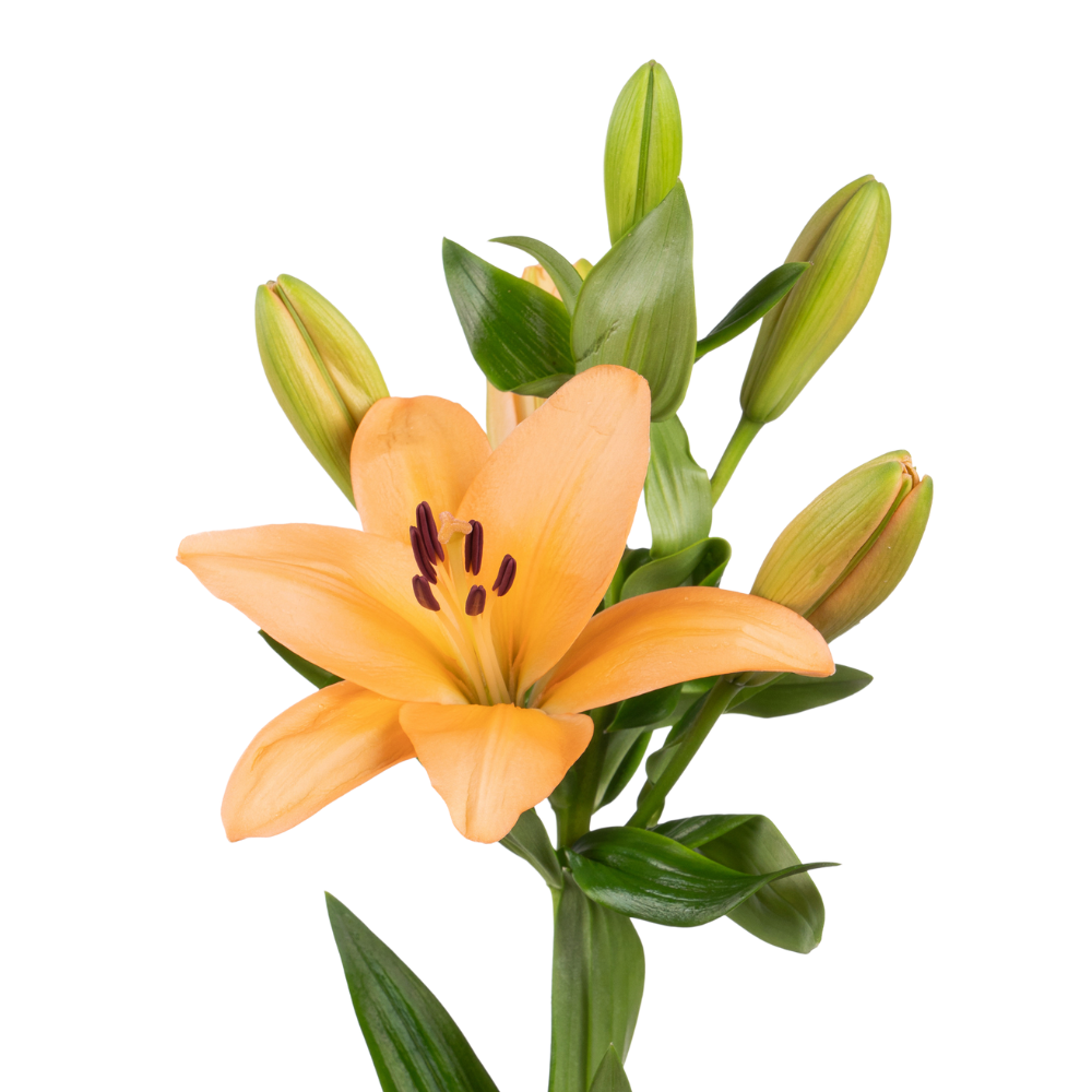 Lilium la menorca