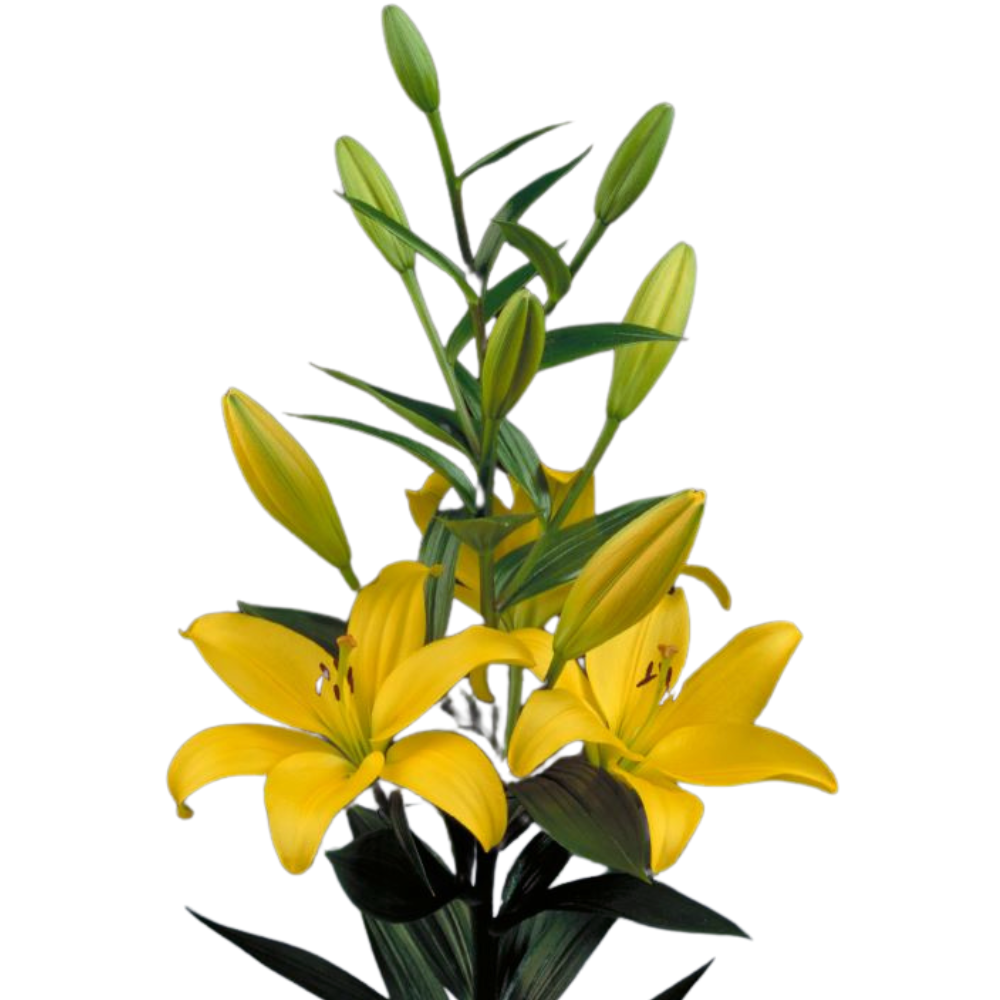 Lilium la pavia