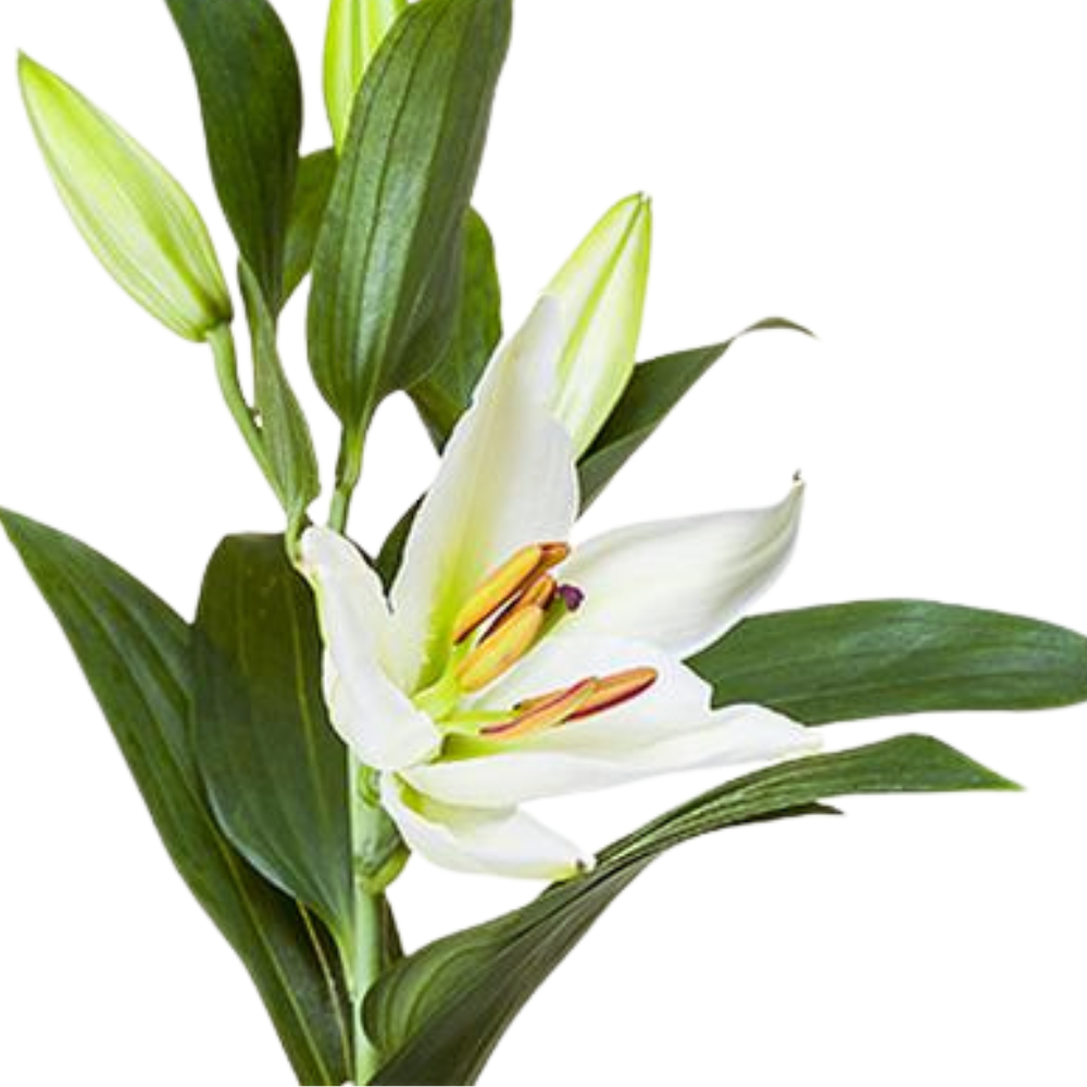 Lilium or helvetia