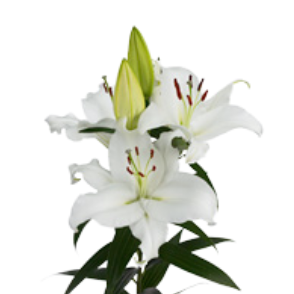 Lilium or pacific ocean