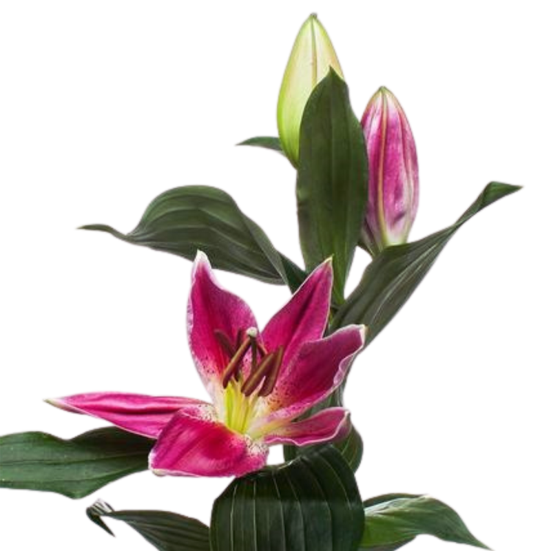 Lilium or pico